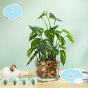 300円OFFクーポン 人工観葉植物 光触媒 プレミアム 造花 観葉植物 簡単世話いらず フェイクグリーン ガラス鉢 店舗装飾 家庭・オフィス飾り用 インテリアグリーン 水やり不要 フェイクグリーン 水生植物フェイク 小さい shopcp