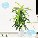 人工観葉植物 フェイクグリーン 緑のある暮らし 大きい インテリア 玄関 オフィス リビング インテリアグリーン 観葉植物 鉢植え 引っ越し祝い 新築祝い お手...