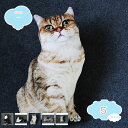 1650円OFFクーポン 猫抱き枕 リアル抱き枕 特大 ぬいぐるみ 猫 ネコ ねこ縫い包み 抱き枕 ネコぬいぐるみ 洗える 縫いぐるみ かわいい かわいい スーパーソフト リアル 店飾り 誕生日 置き型 記念日 お誕生日 店飾り物 プレゼント用 置き型 shopcp