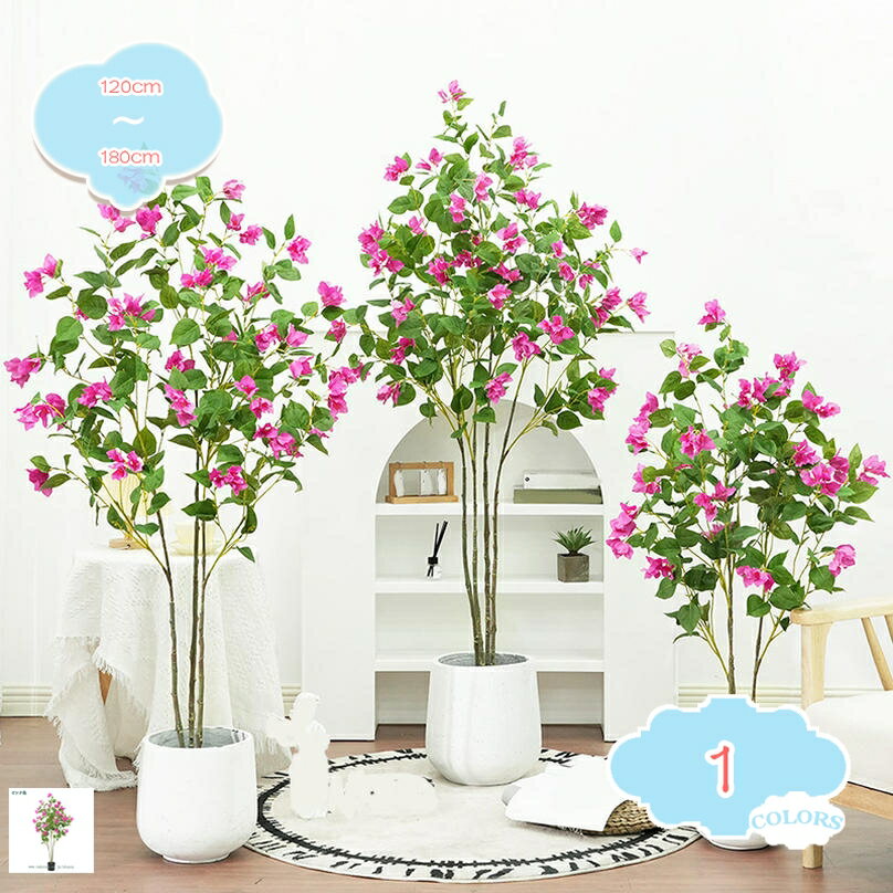 ブーゲンビレア　ブーゲンビリア　苗　花木　観葉植物　XL 週末特価③ブーゲンビリア 苗 苗木 宿根草 6号鉢 ピンク