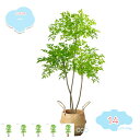 人工観葉植物 フェイクグリーン 高さ160cm 人工観葉樹 インテリアグリーン おしゃれ オフィス 室内 インテリア 開店祝い 新築祝い 本物を模倣している フ...