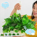 800円OFFクーポン 人工観葉植物 人工観葉植物 シミュレーション 観葉植物 鉢植え 白鉢 屋内用 緑 植物 小さい 盆栽 リビングルーム オフィス 室内装飾...