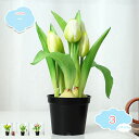 550円OFFクーポン 造花 枯れない花 チューリップ 鉢付き 造花 ミニポット 自然に近い感じ インテリア ギフト 大切な人へ感謝の気持ちを伝える 花束 イン...