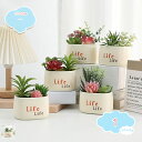 550円OFFクーポン フェイクグリーン 小さい鉢植え インテリアグリーン かわいい 多肉植物ミニ 人工観葉植物 卓上 鉢植え エアプランツ テーブルデコレーシ...