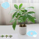 2点セット フェイクグリーン 卓上 人工観葉植物 かわいい ミニ インテリアグリーン 小型 小さい鉢植えフェイク造花 おしゃれ 室内 オフィス 自然な雰囲気 本...