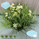 人工パンパス草 植物 45*45cm フェイク植物 屋内 室内装飾 人工植物&花 鉢植え 観葉植物 屋内 1個パック ブラックポット付き フェイク植物 屋内 寝...