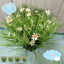 人工パンパス草 植物 45*45cm フェイク植物 屋内 室内装飾 人工植物&花 鉢植え 観葉植物 屋内 1個パック ブラックポット付き フェイク植物 屋内 寝...