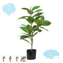 800円OFFクーポン フェイクグリーン インテリアグリーン 人工 観葉植物 葉っぱ 造花 インテリア お手入れやすい 水やり不要 害虫駆除不要 室内 家庭 オフィス おしゃれ お祝い ギフト お手入れやすい 水やり不要 人工 観葉植物 フェイク shopcp