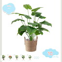 500円OFFクーポン フェイクグリーン 観覧植物 人工観葉樹 観葉植物フェイク 大型 人工観葉植物 フェイクグリーン 大型 室内用 造花 シンプル オフィス 室内 インテリア 大型 鉢付き おしゃれ 観葉植物 新築祝い 人工観葉植物 お祝い 父の日 shopcp