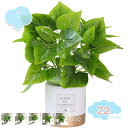 フェイクグリーン 人工観葉植物 観葉植物 フェイク 鉢植え ふぇいくぐりーん 造花 観葉植物 フェイクグリーン 観葉植物 フェイク インテリア 卓上 可愛い 人...