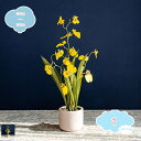3500円OFFクーポン 蘭 観葉植物フェイクグリーン造花 ミニ インテリア 飾り 小物水やりお世話不要 結婚式 新築祝い 母の日 父の日 ギフト お祭り 贈り物 人工観葉植物 定番 リアル 小さめ インテリアグリーン フェイクグリーン おしゃれ shopcp