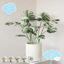 ミニ観葉植物 卓上 鉢植え 人工観葉植物 インテリア 飾り 世話いらず 水やり不要 オフィス ホーム デコレーション フェイクフラワー 緑の鉢植え フェイクグリ...