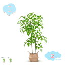 1650円OFFクーポン 大型 人工観葉植物 フェイクグリーン 人工観葉植物 造木 インテリア 室内 屋外 フェイク植物 インテリア 室内 屋外 水やり不要 枯れない フェイクグリーン 茎付き トロピカル植物 人工観葉植物 人工樹木 フェイクグリーン shopcp