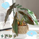 300円OFFクーポン フェイクグリーン 机上 おしゃれ 人工観葉植物 玄関 リビング 室内 インテリア 部屋 オフィス お祝い 新築祝い 開店祝い 開業祝い 誕生日 イベント 鉢植え ボタニカル フェイクグリーン ナチュラル 盆栽植物 トロピカル植物 shopcp