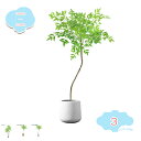 1650円OFFクーポン 人工観葉植物 フェイクグリーン ナチュラル 自然でリアル 茎付き 観葉植物 大型 インテリア おしゃれ ホテル ルーム リアル 人工観葉植物 大型 植木鉢 モンステラ インテリア おしゃれ お祝い 開店 開業祝い フェイクグリーン shopcp