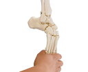 Erler-Zimmer 足骨格モデル（脛骨・腓骨付き） 6056