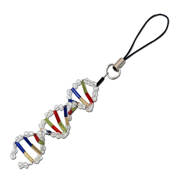 アーテック(Artec） DNAストラップ作り 理科教材 備品 人体 からだ 模型 標本