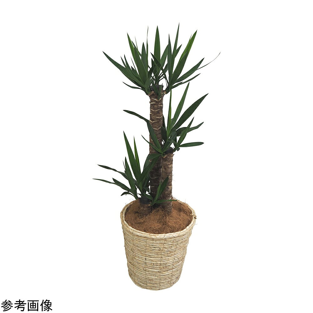 観葉植物（生木）青年の木