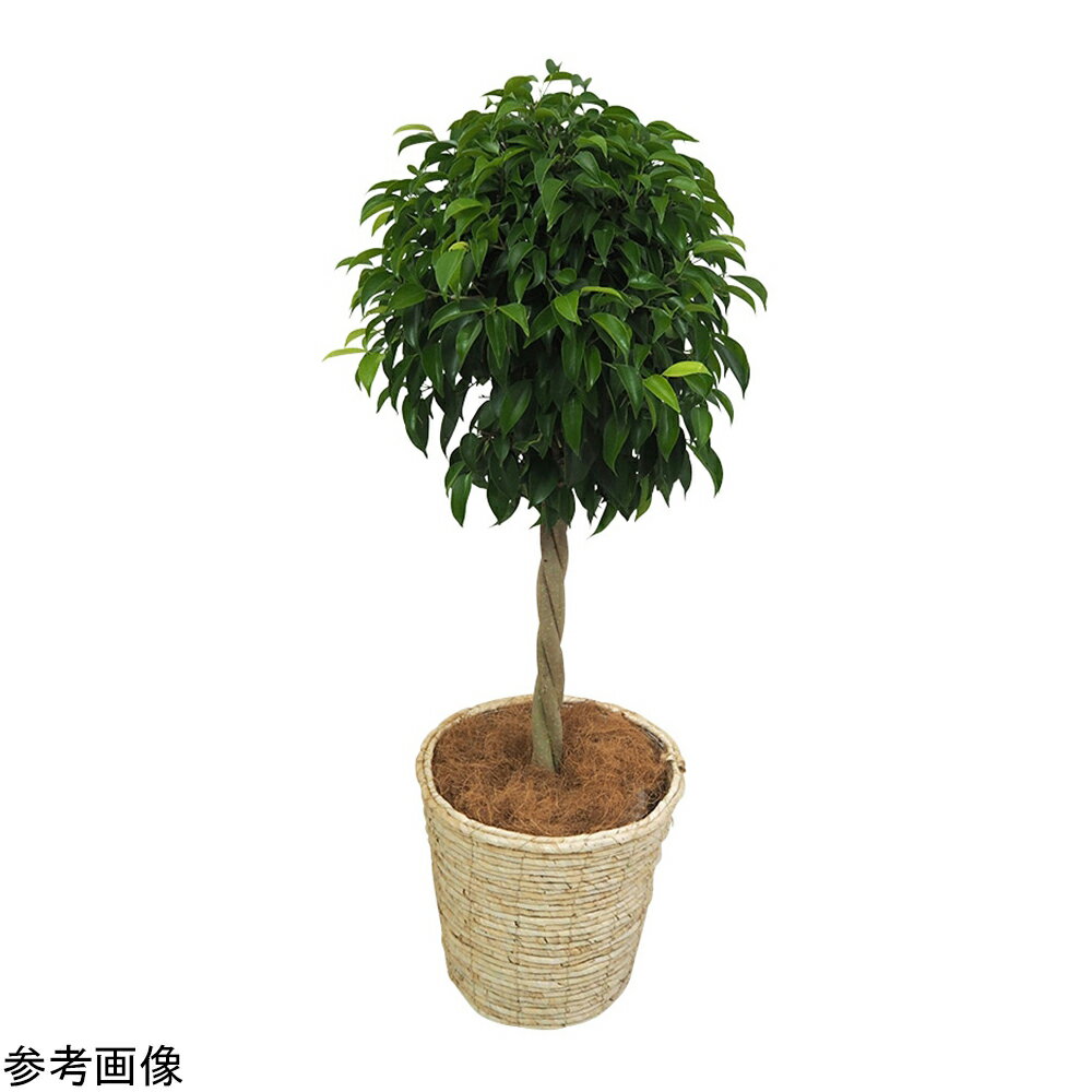 観葉植物（生木）ベンジャミン