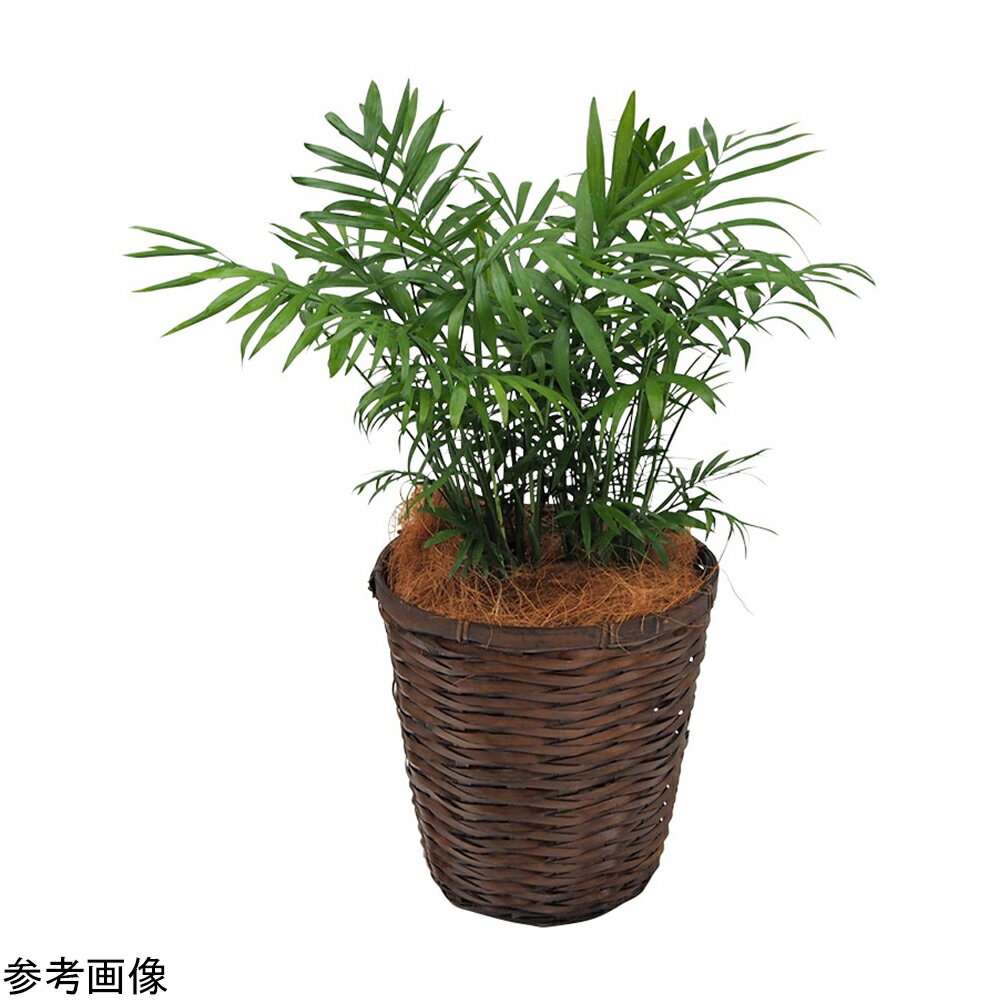 観葉植物（生木）テーブルヤシ