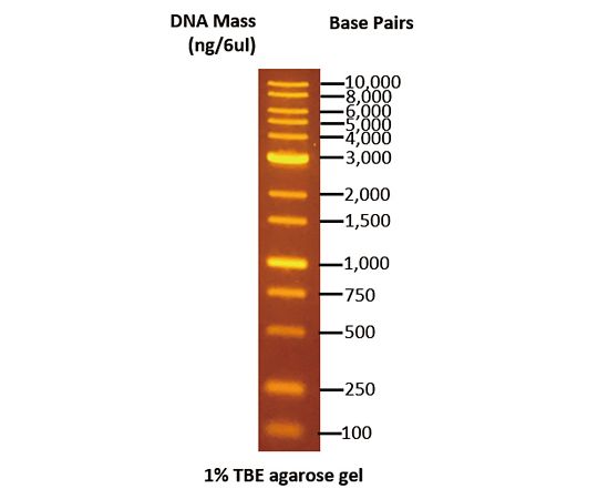 DNA電気泳動マーカー 100〜10000bp DM115-0100 GeneDireX