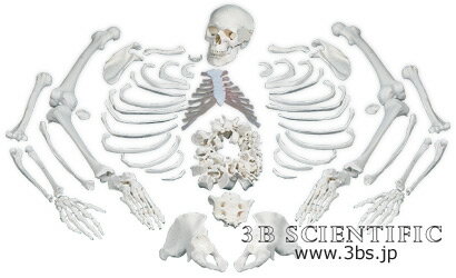 【送料無料】【専門家による1年間の無料介護相談付】世界基準 3Bサイエンフィティック社骨格分離モデル（全身） 人体模型