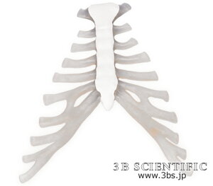 世界基準 3Bサイエンフィティック社胸骨モデル 人体模型