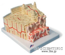 【送料無料】【無料健康相談 対象製品】世界基準 3Bサイエンフィティック社骨の構造モデル