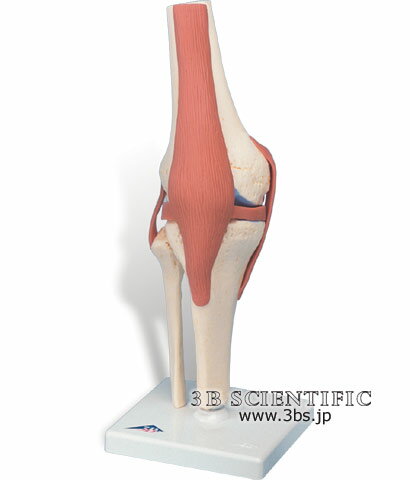 重量0.55kg 寸法32cm ドイツ製大腿骨下部、腓骨、脛骨、膝蓋骨から構成されています。台座付。