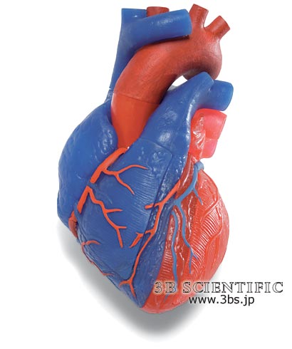 【送料無料】【無料健康相談 対象製品】世界基準 3Bサイエンフィティック社心臓、動・静脈血区分、5分解モデル 人体模型