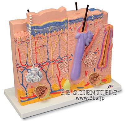 【送料無料】【無料健康相談 対象製品】世界基準 3Bサイエンフィティック社皮膚、80倍大、3分解モデル 人体模型