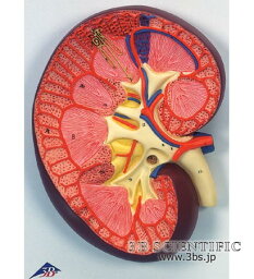 【送料無料】【無料健康相談付】世界基準 3Bサイエンフィティック社腎臓、3倍大モデル 人体模型