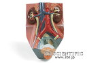 【送料無料】【無料健康相談付】世界基準 3Bサイエンフィティック社泌尿器系、2/3倍大モデル、男性 人体模型