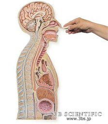 【送料無料】【無料健康相談 対象製品】世界基準 3Bサイエンフィティック社経管栄養法モデル 人体模型