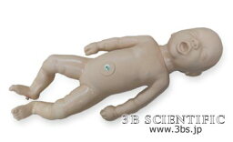 【送料無料】【無料健康相談 対象製品】世界基準 3Bサイエンフィティック社交換用胎児（W44525用） 人体模型