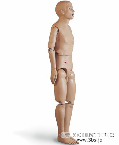 【送料無料】【無料健康相談 対象製品】世界基準 3Bサイエンフィティック社成人男性看護用シミュレーター 人体模型