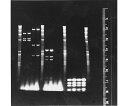 Diversified Biotech 蛍光ルーラーキット 1式 FRK-100