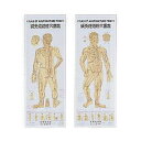 鍼灸(針灸)経穴図(2枚セット) ポスタータイプ