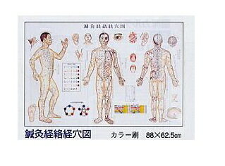 鍼灸経絡系穴図　パネル