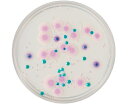 ベクトン・ディッキンソン BD BBL(TM) CHROMagar(TM) カンジダ寒天培地 20枚 252958 1個(1本×20枚入)