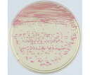 ベクトン・ディッキンソン BD BBL(TM) CHROMagar(TM) MRSA II 寒天培地 20枚 1個(1本×20枚入) 252353