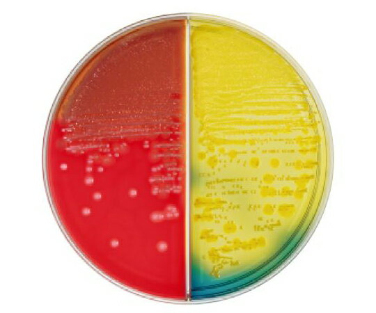 ベクトン・ディッキンソン BD BBL(TM) TSA5%ヒツジ血液寒天培地/BTB乳糖加寒天培地 20枚 1個(1本×20枚入) 258281