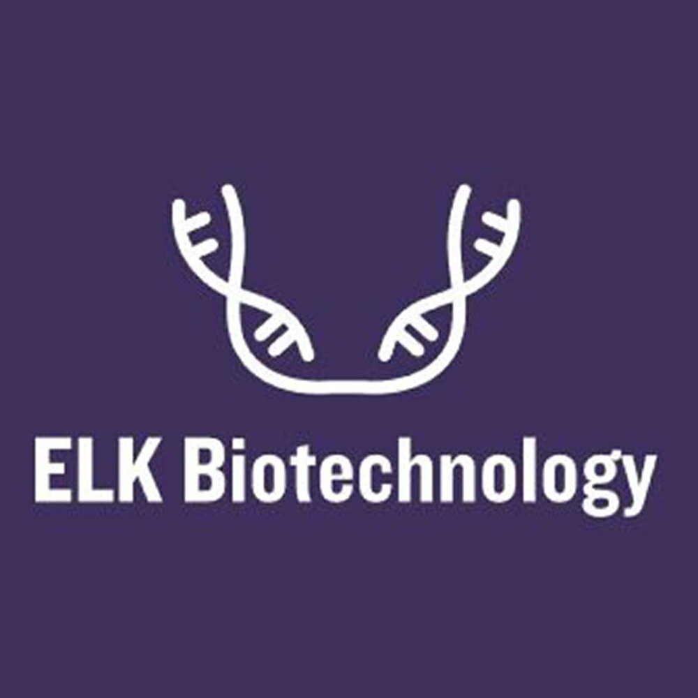 ELK Biotechnology Mouse MCAM(Melanoma Cell Adhesion Molecule) ELISA Kit 96T 1個 ELK3720