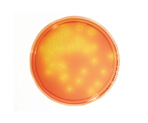 Merck 特定微生物試験培地 マンニット食塩寒天培地 (30mL×20枚入) 1箱(20枚入) 1.46023.0020