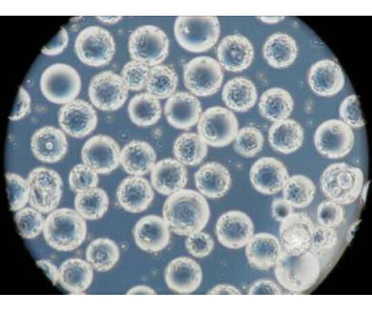 GVS 細胞培養基材 球状 4400cm2/g ...の商品画像