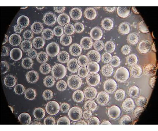 GVS 細胞培養基材 球状 4400cm2/g...の紹介画像3