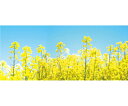 アズワンカタログ製品 ディスプレイシート 菜の花 200×87cm 入数:1枚 33-24-8-1