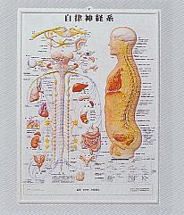 3D人体チャート自律神経系