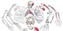 【送料無料】【専門家による1年間の無料介護相談付】3B社 骨格分離模型 骨格分離モデル筋表示型(全身)A05/2 人体模型