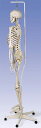 骨格模型“フィル”の仕様 脊柱完全可動 肩甲骨・鎖骨も可動し、上肢の挙上に連動 両足はエラスティックコードで連結 股関節はエラスティックコードで連結（取り外しできません） 仙骨から寛骨の取り外しが可能 3年間保証 本物の骨格標本からの第一級...